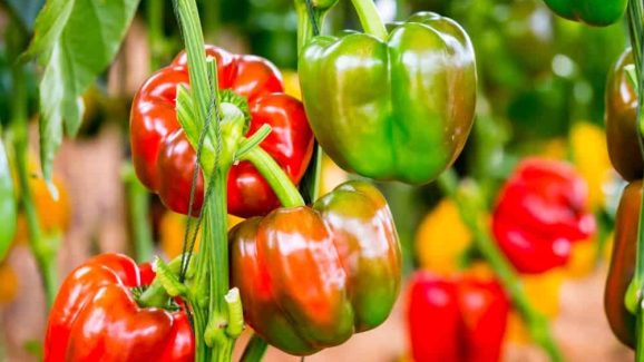 Capsicum: క్యాప్సికం తింటే కడుపులో అల్సర్స్ వస్తాయా? డాక్టర్లు ఏం చెప్తున్నారంటే..