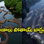 Viral Video: వామ్మో.. నది నిండా అనకొండలు.. గుండె ధైర్యం ఉంటేనే ఈ వీడియో చూడండి!
