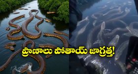Viral Video: వామ్మో.. నది నిండా అనకొండలు.. గుండె ధైర్యం ఉంటేనే ఈ వీడియో చూడండి!