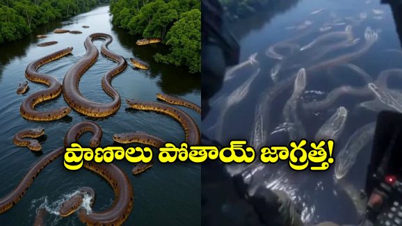 Viral Video: వామ్మో.. నది నిండా అనకొండలు.. గుండె ధైర్యం ఉంటేనే ఈ వీడియో చూడండి!