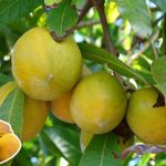 Eggfruit: మీరు కానిస్టెల్ పండు గురించి విన్నారా.. తింటే మస్త్ బెనిఫిట్స్..