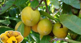 Eggfruit: మీరు కానిస్టెల్ పండు గురించి విన్నారా.. తింటే మస్త్ బెనిఫిట్స్..