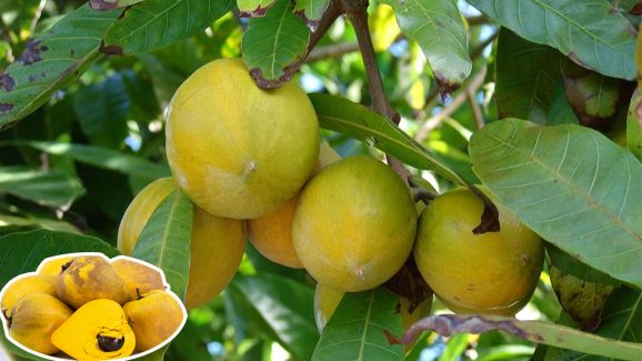 Eggfruit: మీరు కానిస్టెల్ పండు గురించి విన్నారా.. తింటే మస్త్ బెనిఫిట్స్..