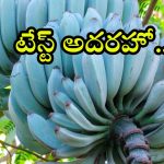 Blue Java Banana: వెనిలా ఐస్ క్రీమ్ రుచితో బ్లూ బనానా.. టేస్ట్ అదరహో