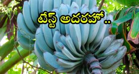 Blue Java Banana: వెనిలా ఐస్ క్రీమ్ రుచితో బ్లూ బనానా.. టేస్ట్ అదరహో