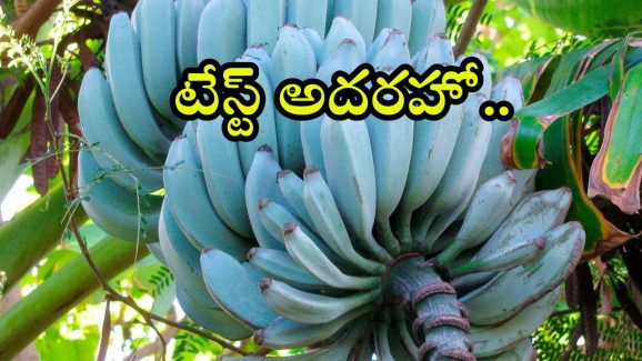 Blue Java Banana: వెనిలా ఐస్ క్రీమ్ రుచితో బ్లూ బనానా.. టేస్ట్ అదరహో