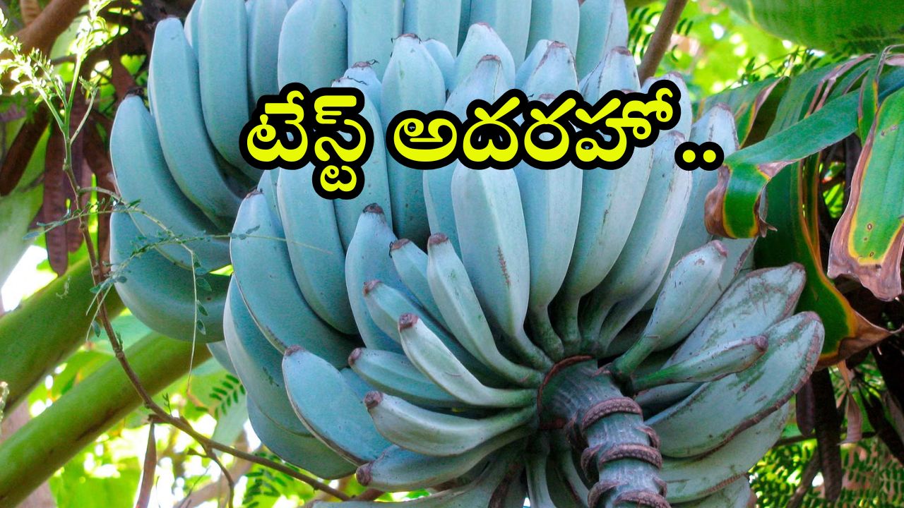 Blue Java Banana: వెనిలా ఐస్ క్రీమ్ రుచితో బ్లూ బనానా.. టేస్ట్ అదరహో
