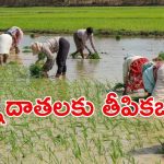 Rythu Bharosa Scheme: ఖాతాల్లోకి ‘రైతు భరోసా’ సాయం.. అకౌంట్ చెక్ చేసుకోవచ్చు