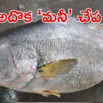 Telia Bhola Fish: ‘తెలియా భోలా ఫిష్’ పోషకాలెన్నో.. ఒక్కో చేప 33 లక్షలా? వైరల్ వీడియో