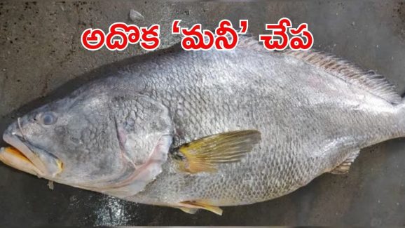 Telia Bhola Fish: ‘తెలియా భోలా ఫిష్’ పోషకాలెన్నో.. ఒక్కో చేప 33 లక్షలా? వైరల్ వీడియో
