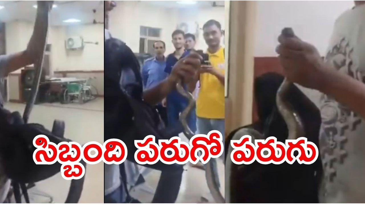 Viral Video: నన్ను కరిచింది ఇదే.. సంచిలో నుంచి పాముని తీసి, వైరల్ వీడియో