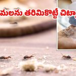 Home Remedies For Ants: ఈ టిప్స్ పాటిస్తే.. ఇంట్లో ఒక్క చీమ కూడా ఉండదు తెలుసా ?