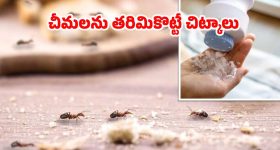 Home Remedies For Ants: ఈ టిప్స్ పాటిస్తే.. ఇంట్లో ఒక్క చీమ కూడా ఉండదు తెలుసా ?