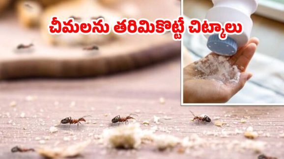 Home Remedies For Ants: ఈ టిప్స్ పాటిస్తే.. ఇంట్లో ఒక్క చీమ కూడా ఉండదు తెలుసా ?
