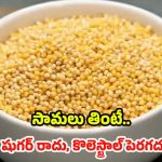 Little Millet: సామలు తింటే.. షుగర్ రాదు, కొలెస్ట్రాల్ పెరగదు, మరెన్నో ప్రయోజనాలు