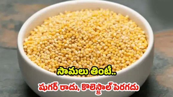 Little Millet: సామలు తింటే.. షుగర్ రాదు, కొలెస్ట్రాల్ పెరగదు, మరెన్నో ప్రయోజనాలు