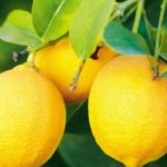 Healthiest Fruit: ప్రపంచంలోనే అత్యంత పోషకాలు కలిగిన పండు ఏదో తెలుసా ?
