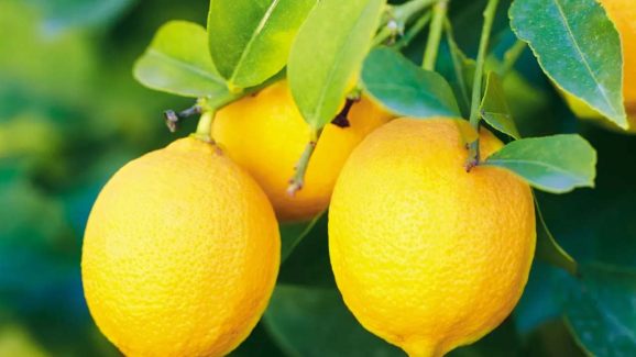 Healthiest Fruit: ప్రపంచంలోనే అత్యంత పోషకాలు కలిగిన పండు ఏదో తెలుసా ?