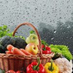 Monsoon Diet: వర్షాకాలం ఏం తినాలి ? ఏం తినకూడదు ?