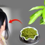 Mango Leaves For Hair: మామిడి ఆకులను ఇలా వాడితే.. జుట్టు వద్దన్నా పెరుగుతుంది తెలుసా ?