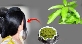 Mango Leaves For Hair: మామిడి ఆకులను ఇలా వాడితే.. జుట్టు వద్దన్నా పెరుగుతుంది తెలుసా ?