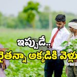 Annadata Sukhibhava 2025: రైతులకు లాస్ట్ ఛాన్స్.. రూ. 20 వేలు జమ అయ్యేందుకు ఇలా చేయండి!