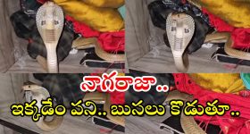 Cobra Snake: దేవుడా.. ఇంత పెద్ద నాగుపాము ఇంట్లోకి వచ్చి.. బుసలు కొడుతూ, వీడియో వైరల్