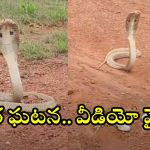 Cobra: వామ్మో.. రాత్రికి రాత్రే ఈ రెండు నాగుపాములు చేసిన పనికి..? వీడియో వైరల్