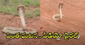 Viral Video: ఆటో డ్రైవర్ ను చెప్పుతో కొట్టి, కాళ్లు పట్టుకుని క్షమాపణలు చెప్పిన మహిళ.. నెట్టింట వీడియో వైరల్!