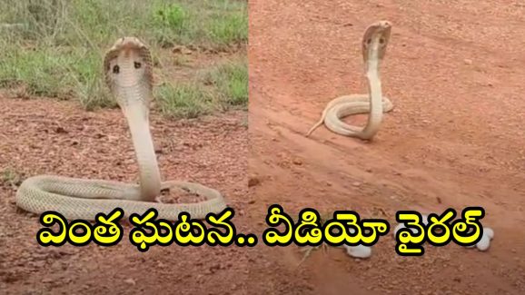 Cobra: వామ్మో.. రాత్రికి రాత్రే ఈ రెండు నాగుపాములు చేసిన పనికి..? వీడియో వైరల్
