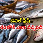 Devil fish in Hyderabad: హైదరాబాద్ లో రాకాసి చేపలు.. ఇవి ఎంత డేంజరస్ అంటే?