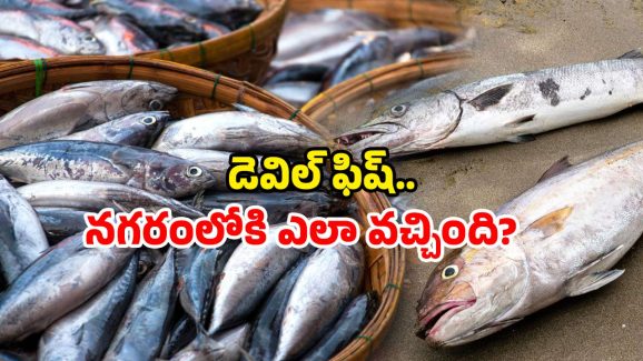 Devil fish in Hyderabad: హైదరాబాద్ లో రాకాసి చేపలు.. ఇవి ఎంత డేంజరస్ అంటే?
