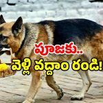 Dog Temple Kerala: కుక్కలు వెళ్లే ఆలయమా? చూడండి మన దగ్గరలోనే!