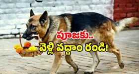 Dog Temple Kerala: కుక్కలు వెళ్లే ఆలయమా? చూడండి మన దగ్గరలోనే!