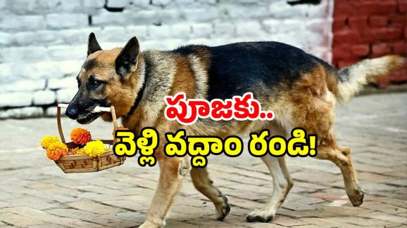 Dog Temple Kerala: కుక్కలు వెళ్లే ఆలయమా? చూడండి మన దగ్గరలోనే!