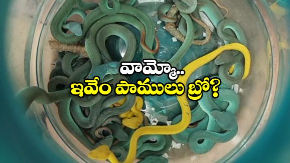 Snakes At Airport: బ్యాగు నిండా పాములు, ఓపెన్ చేసి చూసి షాకైన ఎయిర్ పోర్టు అధికారులు!