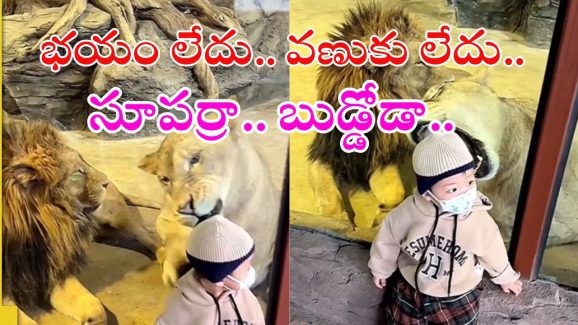 Lion Viral Video: సింహం నోట్లో బుడ్డోడి తల.. అబ్బో తినేద్దామనే.. పిల్లాడి ధైర్యం చూశారా?