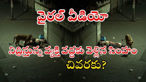 Viral Video: అర్థరాత్రి పడుకున్న వ్యక్తి దగ్గరకు వెళ్లిన సింహం.. స్మెల్ చూసి చివరకు.. వీడియో వైరల్