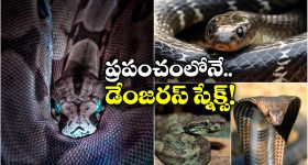 Deadliest Snakes: ఈ పాములు కరిస్తే.. మీ పరిస్థితి ఎంత దారుణంగా ఉంటుందో తెలుసా? బతికితే వింతే!