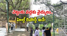 Mahabodhi tree health check: ఆ చెట్టుకు వైద్య పరీక్షలు.. ఎందుకు? ఎక్కడ చేశారంటే?