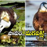 Jacana Bird: ఈ పక్షి మన ‘టిల్లు’ మూవీలో రాధిక టైపు.. గుడ్లు పెట్టడం వరకే దీని బాధ్యత.. తర్వాత?