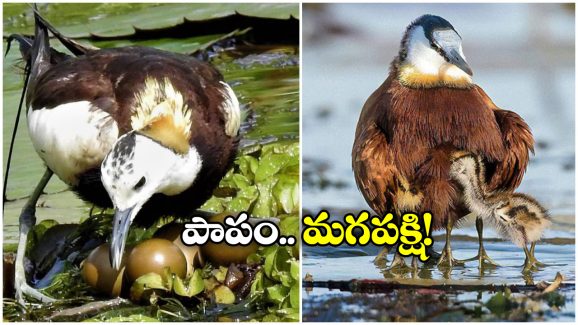 Jacana Bird: ఈ పక్షి మన ‘టిల్లు’ మూవీలో రాధిక టైపు.. గుడ్లు పెట్టడం వరకే దీని బాధ్యత.. తర్వాత?