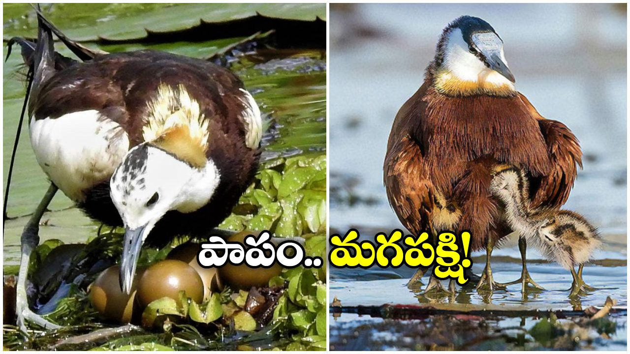 Jacana Bird: ఈ పక్షి మన ‘టిల్లు’ మూవీలో రాధిక టైపు.. గుడ్లు పెట్టడం వరకే దీని బాధ్యత.. తర్వాత?