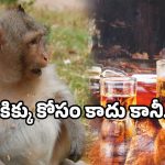 Monkey liquor bottle viral: మద్యం తాగిన కోతి.. ఏకంగా రెండు క్వార్టర్లు ఎత్తేసింది.. ఆ తర్వాత?