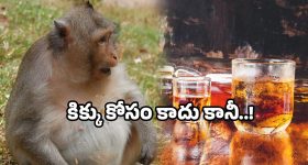 Rosemary Oil For Bald Head: బట్టతలపై కూడా జుట్టు పెరగాలంటే.. ఈ ఒక్క ఆయిల్ వాడితే చాలు