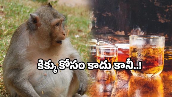 Monkey liquor bottle viral: మద్యం తాగిన కోతి.. ఏకంగా రెండు క్వార్టర్లు ఎత్తేసింది.. ఆ తర్వాత?