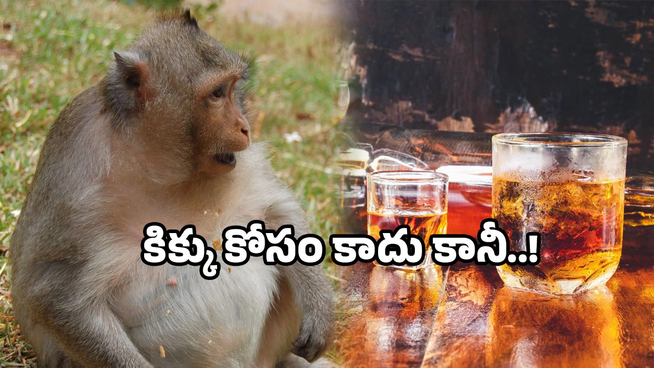 Monkey liquor bottle viral: మద్యం తాగిన కోతి.. ఏకంగా రెండు క్వార్టర్లు ఎత్తేసింది.. ఆ తర్వాత?