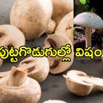 Poisonous Mushrooms: మష్రూమ్స్‌ తింటున్నారా? జాగ్రత్త.. పుట్టగొడుగులు తిని ఆరుగురు మృతి