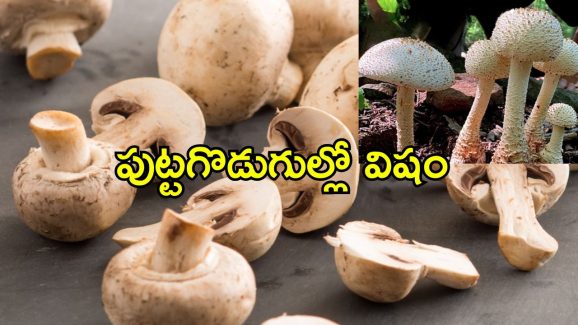 Poisonous Mushrooms: మష్రూమ్స్‌ తింటున్నారా? జాగ్రత్త.. పుట్టగొడుగులు తిని ఆరుగురు మృతి