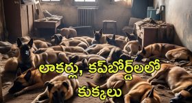 CM Chandrababu: వారికి నరకడం తెలుసు.. సీఎం చంద్రబాబు కీలక వ్యాఖ్యలు
